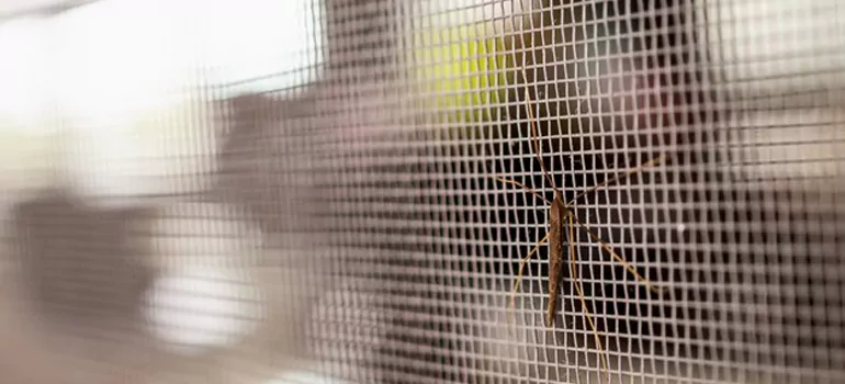 Repair Mosquito Mesh For Windows in Fort Lauderdale, FL